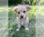 Small #9 Morkie