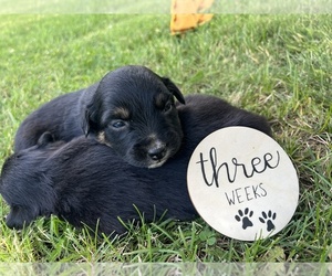 Australian Shepherd Puppy for sale in SPRINGDALE, WA, USA