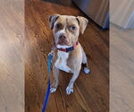 Small #5 American Staffordshire Terrier-Boxer Mix