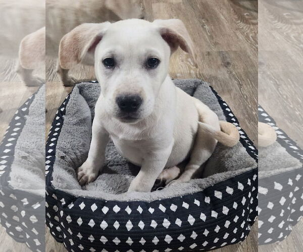 Medium Photo #5 Labrador Retriever-Unknown Mix Puppy For Sale in Marine City, MI, USA