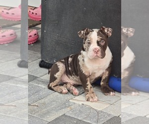 American Bully Puppy for sale in NORTH PORT, FL, USA