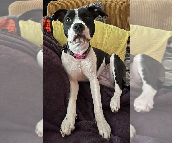 Medium Photo #9 Mutt Puppy For Sale in Germantown, OH, USA