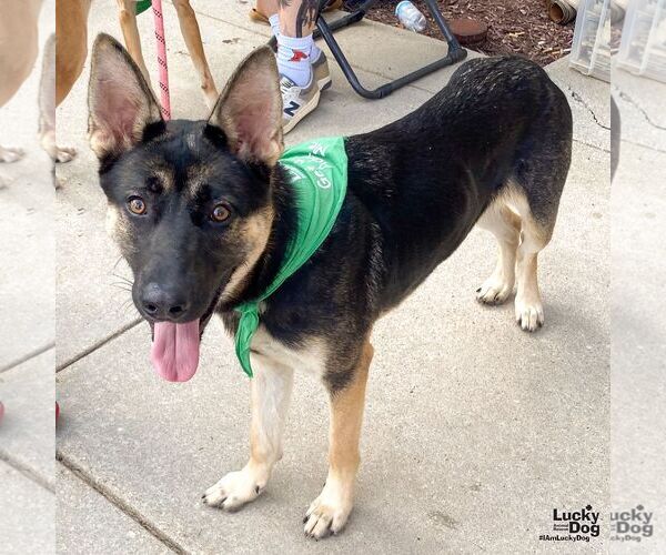 Medium Photo #3 German Shepherd Dog-Unknown Mix Puppy For Sale in Washington, DC, USA