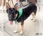 Small #2 German Shepherd Dog Mix