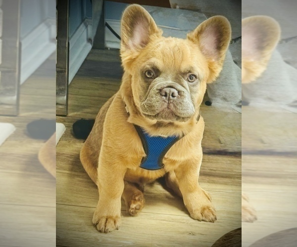 Medium Photo #1 French Bulldog Puppy For Sale in WOODBRIDGE, VA, USA