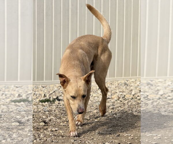 Medium Photo #6 Labrador Retriever-Unknown Mix Puppy For Sale in Corning, AR, USA