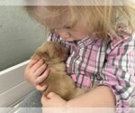 Small #18 Golden Retriever