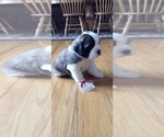 Small Photo #5 Saint Bernard Puppy For Sale in BETHEL, MO, USA