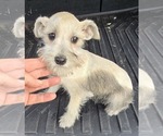 Puppy Miss Prissy Schnauzer (Miniature)