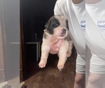 Puppy Lumina Saint Bernard