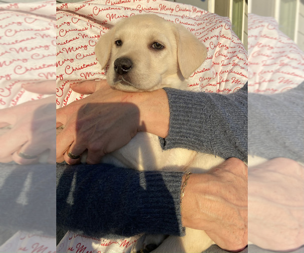 Medium Photo #1 Labrador Retriever Puppy For Sale in BREWSTER, WA, USA