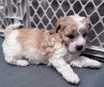 Small Photo #10 Poodle (Miniature)-Unknown Mix Puppy For Sale in CEDARTOWN, GA, USA