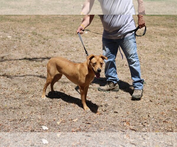 Medium Photo #2 Sheprador Puppy For Sale in Bandera, TX, USA