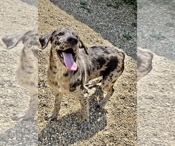 Medium Photo #2 Catahoula Leopard Dog-Unknown Mix Puppy For Sale in Estherville, IA, USA