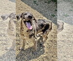 Small #1 Catahoula Leopard Dog Mix