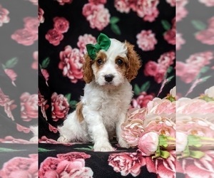 Cavapoo Puppy for sale in STEVENS, PA, USA