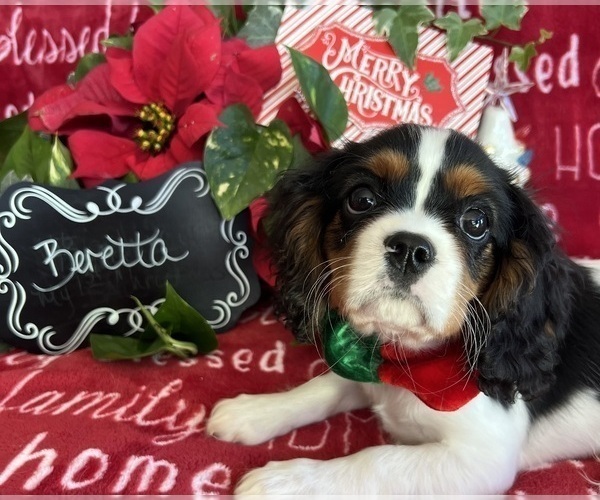 Medium Photo #6 Cavalier King Charles Spaniel Puppy For Sale in ABILENE, TX, USA