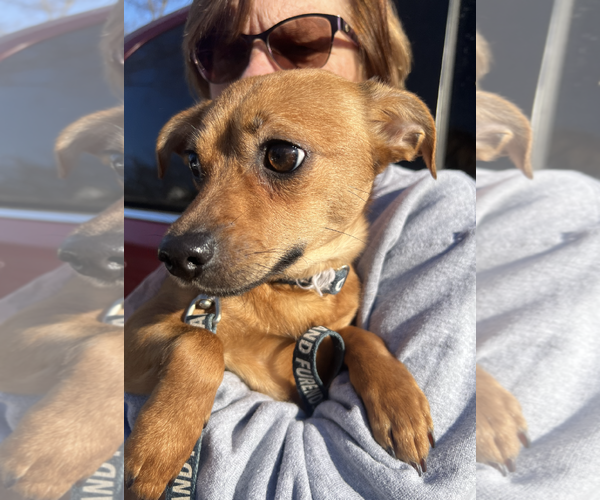 Medium Photo #2 Chihuahua-Unknown Mix Puppy For Sale in Rockville, MD, USA