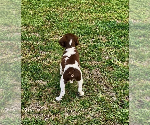 Medium Photo #4 Brittany Puppy For Sale in ORRUM, NC, USA