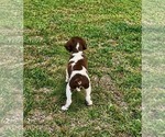 Small #3 Brittany