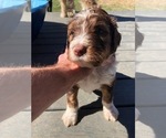 Small Photo #4 Bernedoodle Puppy For Sale in AUSTIN, TX, USA