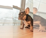Small Photo #6 French Bulldog Puppy For Sale in MANHATTAN, NY, USA
