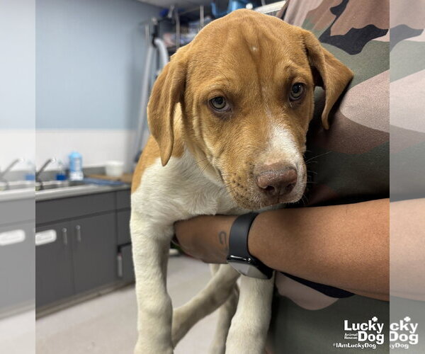 Medium Photo #2 Labrador Retriever-Unknown Mix Puppy For Sale in Washington, DC, USA