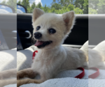 Small Pomeranian Mix