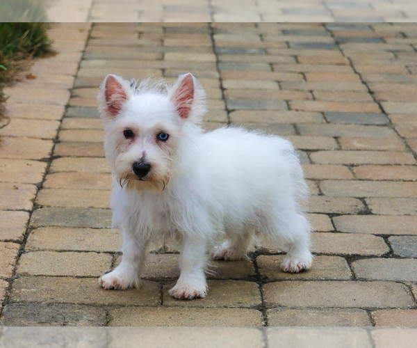 Medium Photo #3 Poodle (Toy)-West Highland White Terrier Mix Puppy For Sale in SYRACUSE, IN, USA
