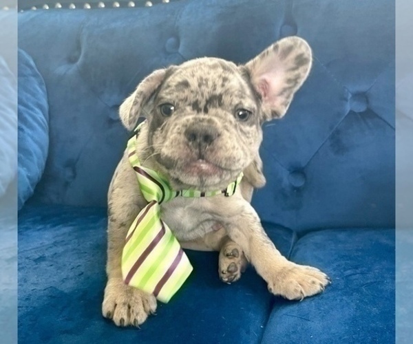 Medium Photo #4 French Bulldog Puppy For Sale in JERSEY CITY, NJ, USA