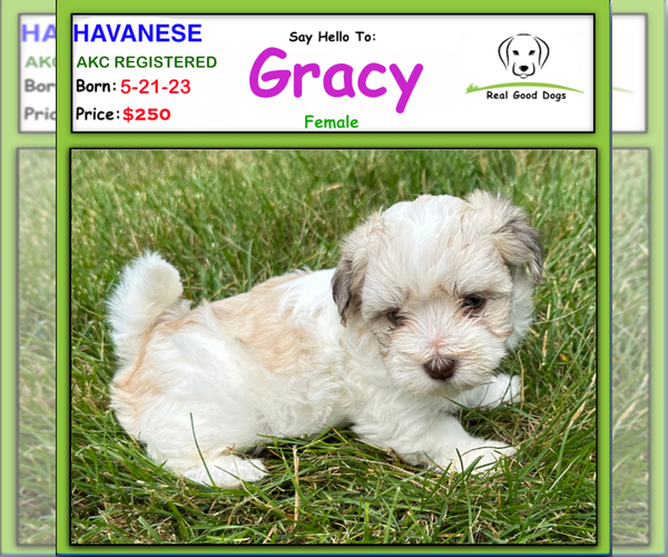 Medium Photo #1 Havanese Puppy For Sale in ALBION, IN, USA