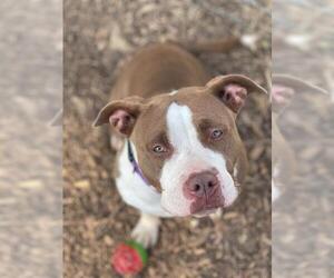 American Pit Bull Terrier-Unknown Mix Dogs for adoption in San Andreas, CA, USA