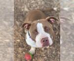 Small American Pit Bull Terrier Mix
