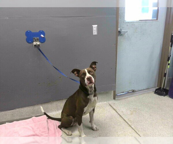 Medium Photo #1 Staffordshire Bull Terrier-Unknown Mix Puppy For Sale in Tallahassee, FL, USA