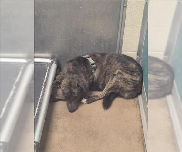 Medium Photo #1 German Shepherd Dog-Unknown Mix Puppy For Sale in Texas City, TX, USA