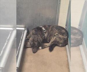 German Shepherd Dog-Unknown Mix Dogs for adoption in Texas City, TX, USA