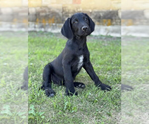 Medium Photo #3 Labradoodle Puppy For Sale in PIPE CREEK, TX, USA