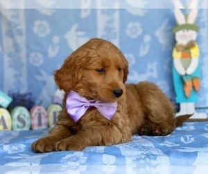 Goldendoodle Puppy for sale in LANCASTER, PA, USA