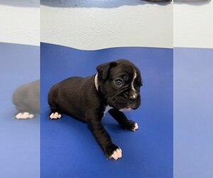 Boxer Puppy for sale in FORT MYERS, FL, USA