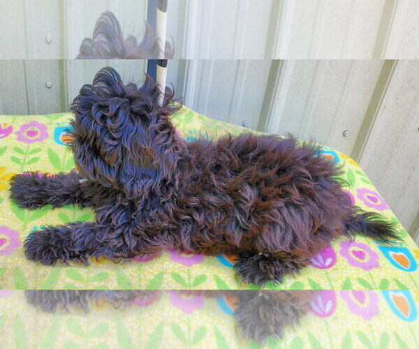 Medium Photo #4 ShihPoo Puppy For Sale in Mountain View, MO, USA