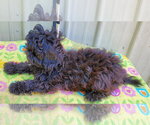 Small #3 ShihPoo
