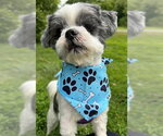 Small #4 Shih Tzu