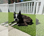 Small #4 Boston Terrier