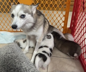 Mother of the Pomsky puppies born on 10/14/2025
