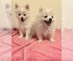Small Photo #1 Pomeranian Puppy For Sale in EL PASO, TX, USA