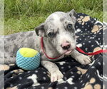 Small #1 Labrador Retriever Mix