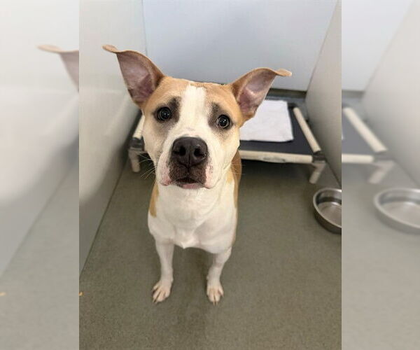 Medium Photo #2 Mutt Puppy For Sale in Fayetteville, NC, USA