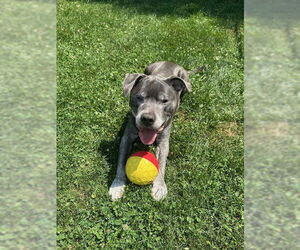 Staffordshire Bull Terrier-Unknown Mix Dogs for adoption in Crete, IL, USA