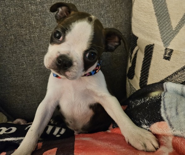 Medium Photo #1 Boston Terrier Puppy For Sale in ABILENE, TX, USA