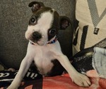 Puppy Jack Boston Terrier
